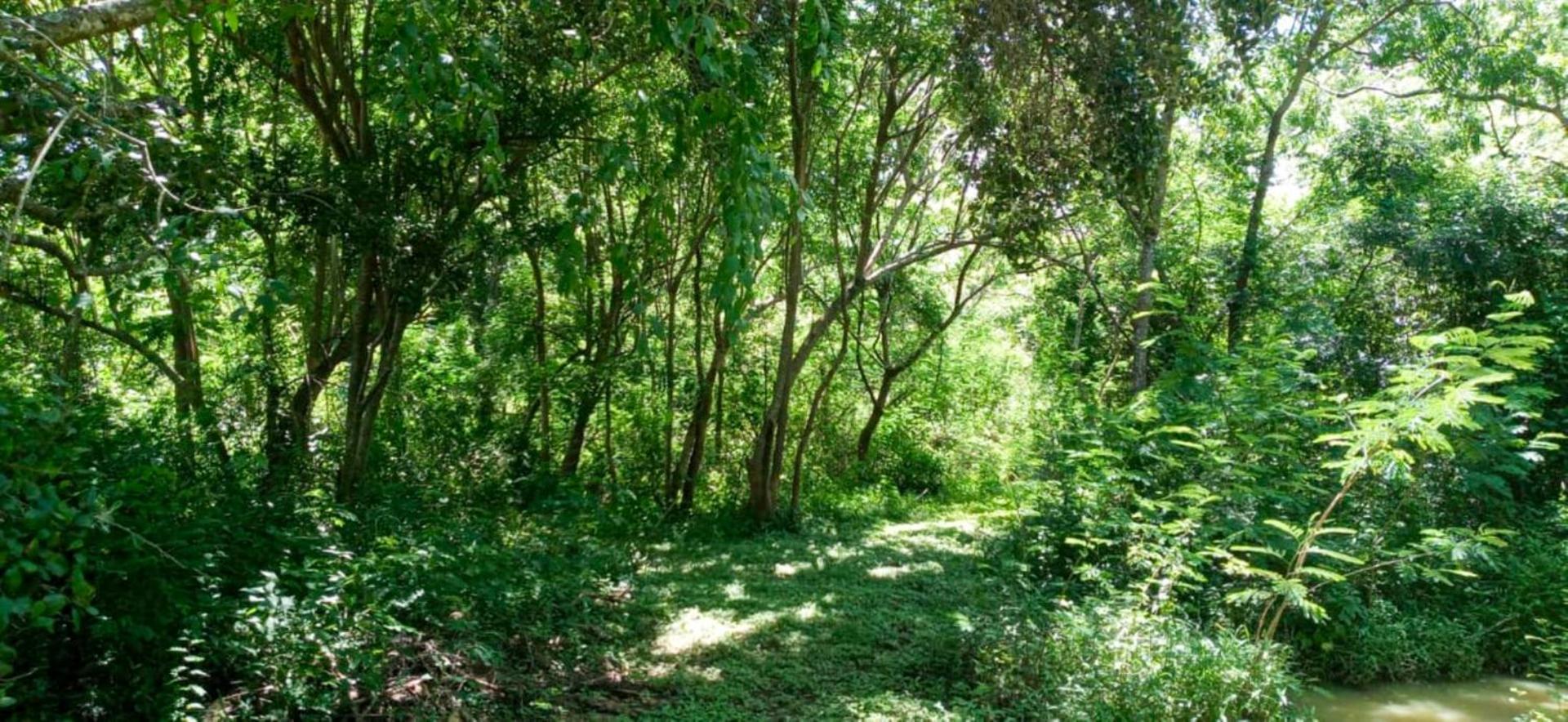 Lavish Eco Jungle Hotel Tissamaharama Buitenkant foto