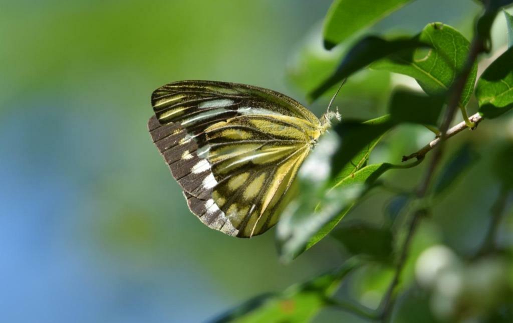 Lavish Eco Jungle Hotel Tissamaharama Buitenkant foto
