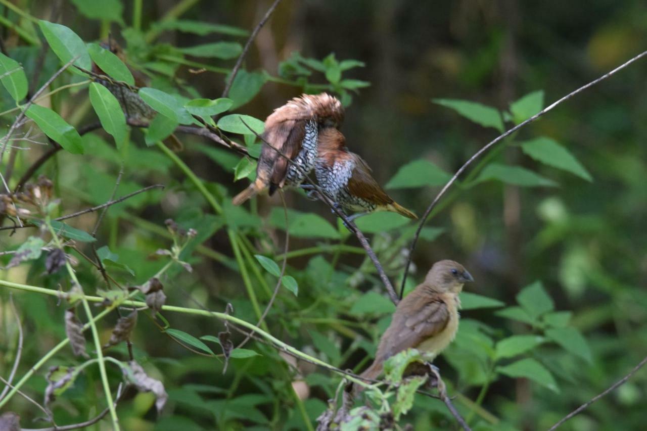 Lavish Eco Jungle Hotel Tissamaharama Buitenkant foto