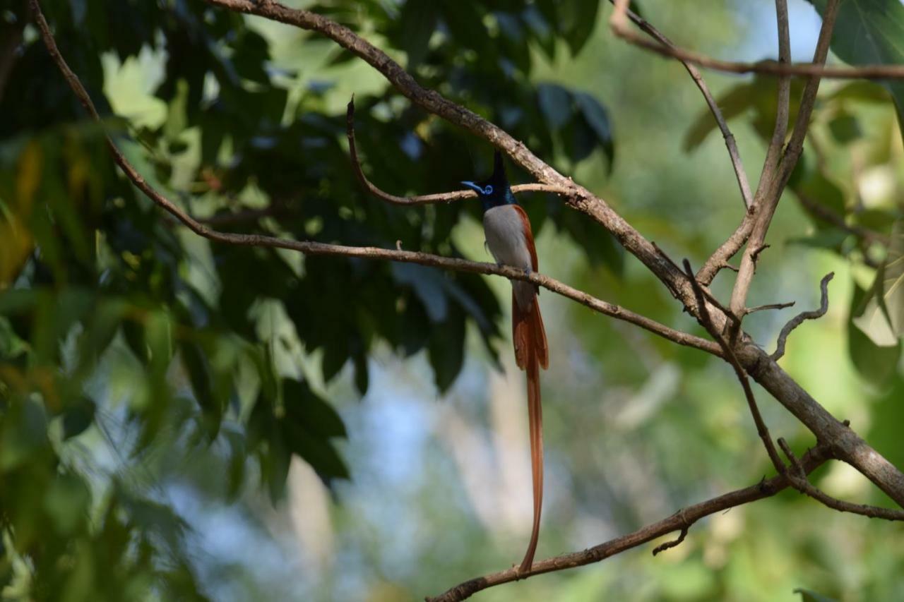 Lavish Eco Jungle Hotel Tissamaharama Buitenkant foto